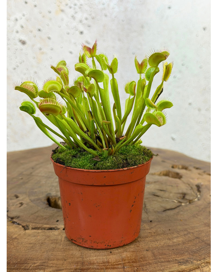 Venus vliegenval - "G14" | ø 8,5 cm x ↕ 5 cm