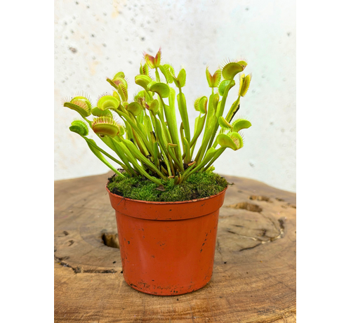 Venus vliegenval - "G14 Dirk Ventham’s Giant" | ø 8,5 cm x ↕ 5 cm