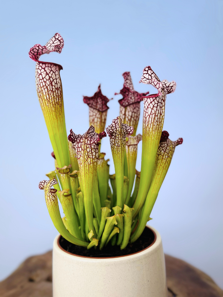 Plantenpot "Amazone" - wit | 12cm