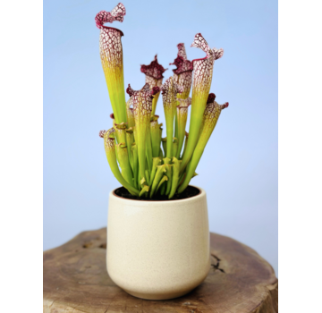 Plantenpot "Amazone" - wit | 12cm