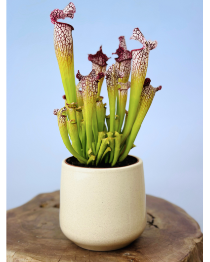 Plantenpot "Amazone" - wit | 12cm