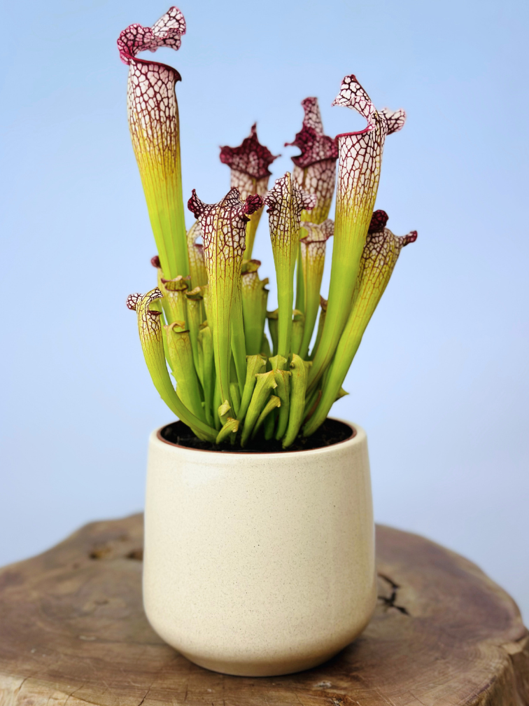 Plantenpot "Amazone" - wit | 12cm