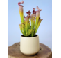 Plantenpot "Amazone" - wit | 12cm