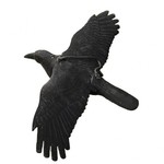 Decoy flying crow flocked