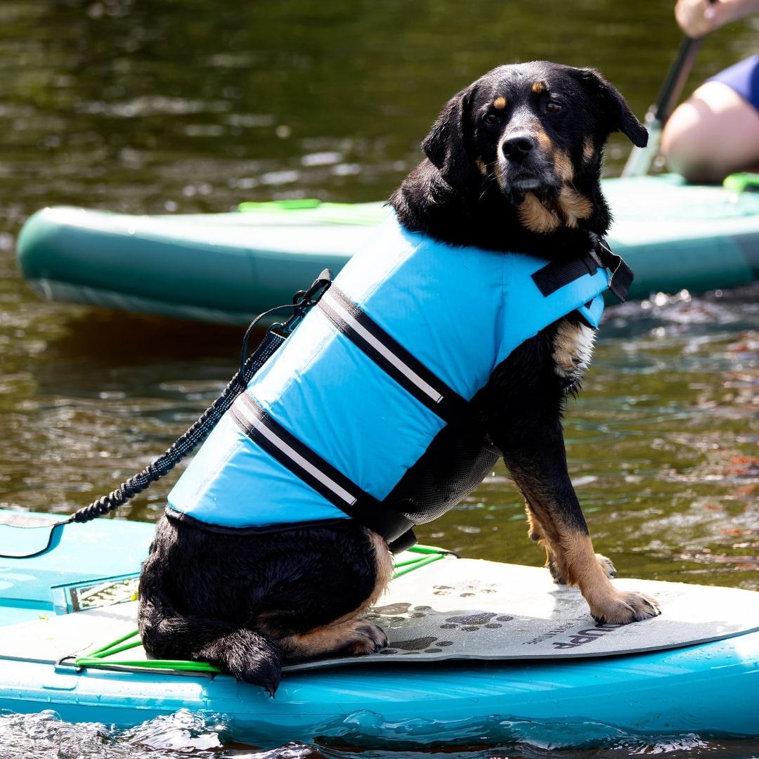 Stardupp Stardupp Dog Vest Fluo Green