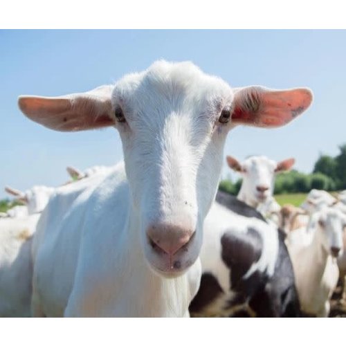 De Bonte Weide (Bio) Geiten Lam Bokje Hamburgers 8st De Bonte Weide (Bio) Geiten Lam Bokje Hamburgers 8st
