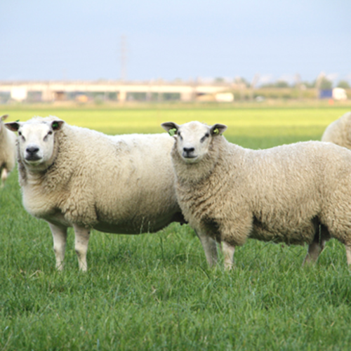 Lamsvlees uit de Krimpenerwaard