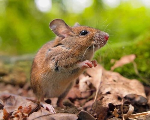 2 Effectieve Manieren om Overlast van Muizen Milieuvriendelijk te Voorkomen!