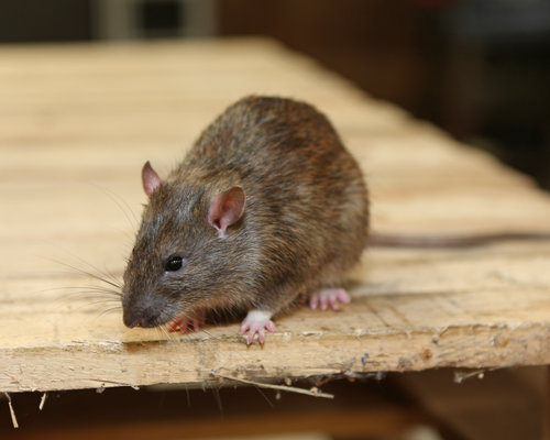 Hoe zie ik het verschil tussen een overlast van ratten of van muizen?