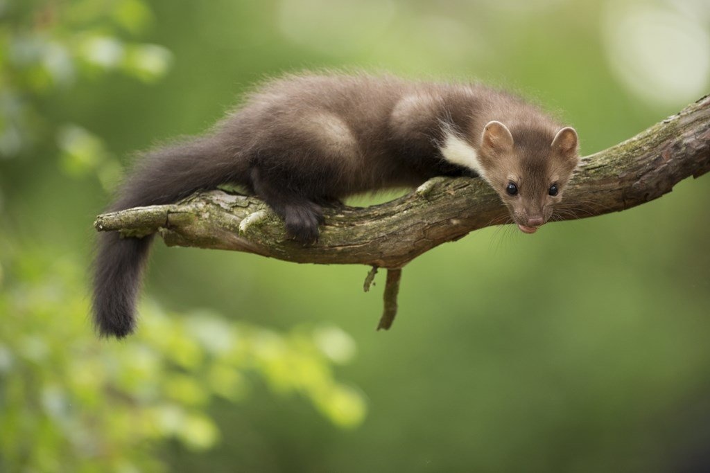 5 Tips voor het Voorkomen en Bestrijden van Marters!