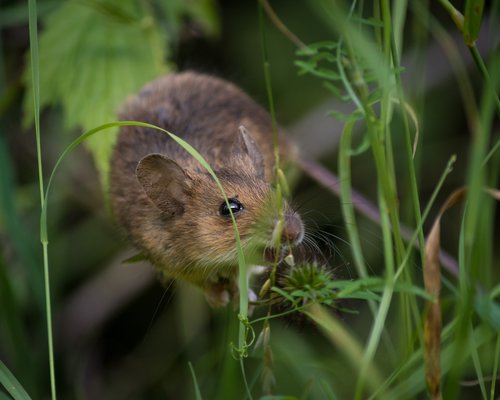 Lusten ratten & muizen eigenlijk wel kaas?
