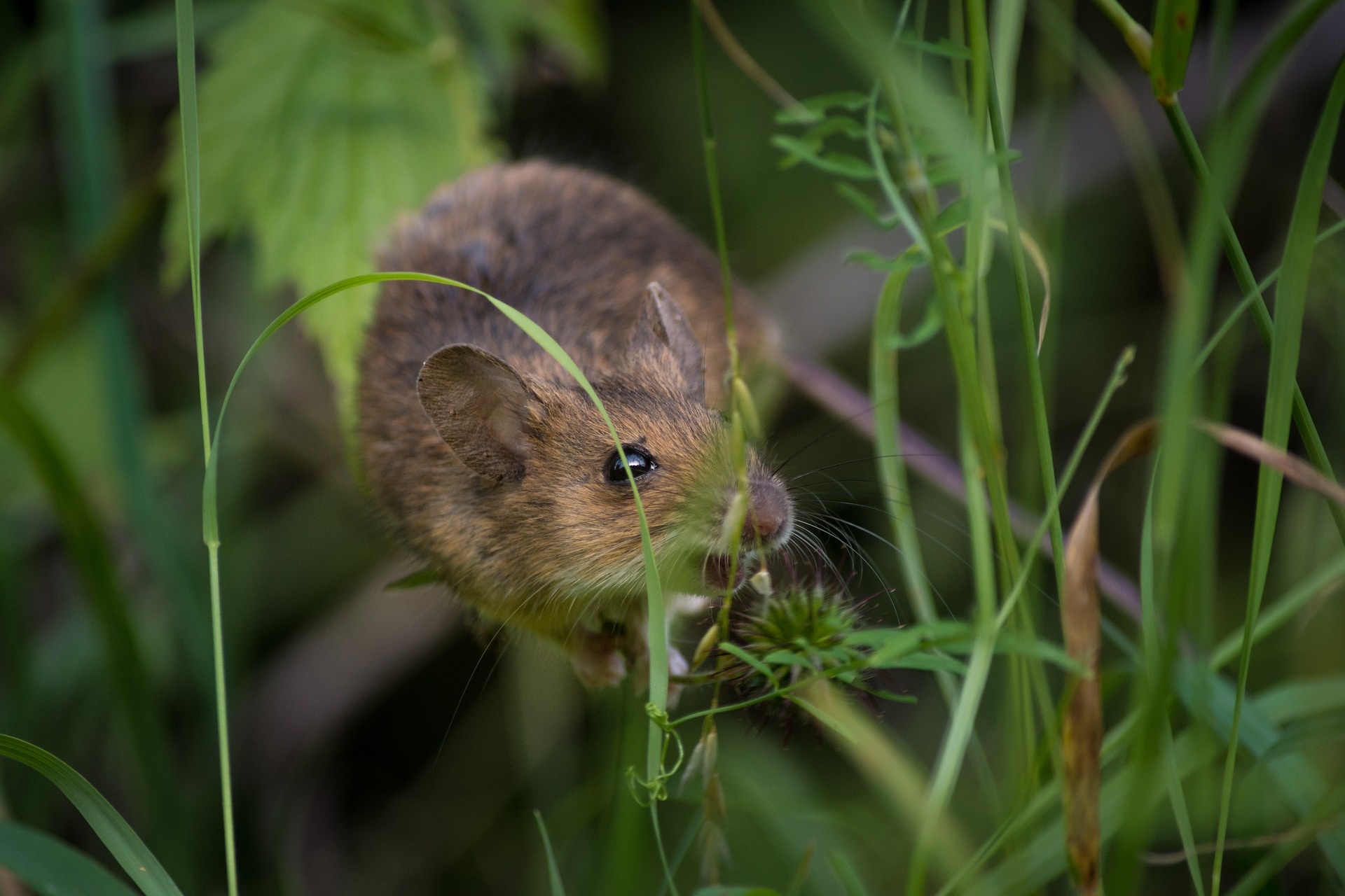 Lusten ratten & muizen eigenlijk wel kaas?