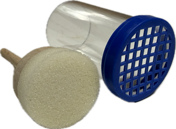 Merkkooitje hoornaar