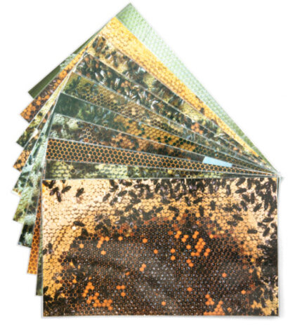 Educatieve foto's Bijenvolk