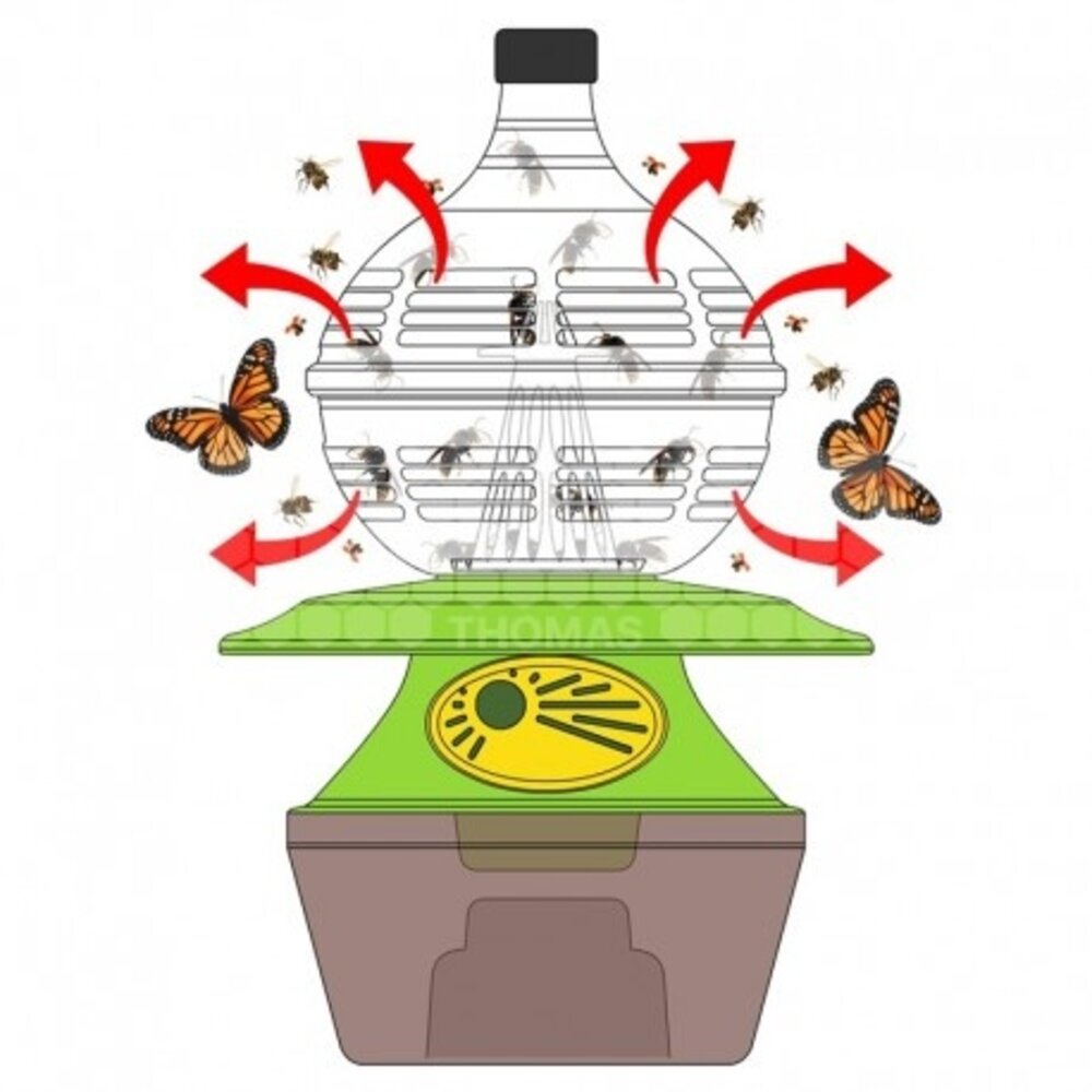 Osaka Select Japanse type Aziatische hoornaarval