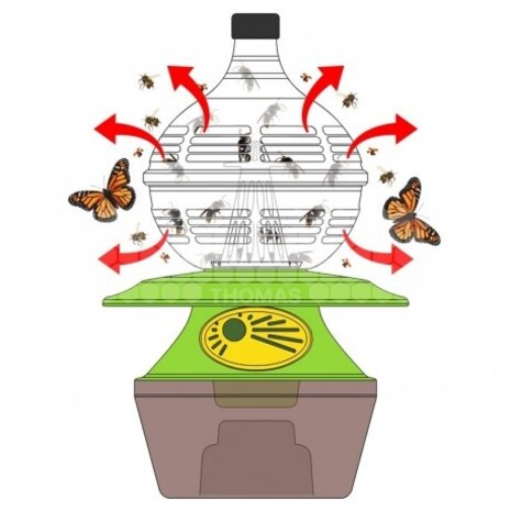 Osaka Select Japanse type Aziatische hoornaarval