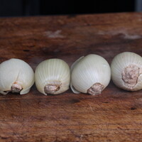 Zwiebelbomben rezept