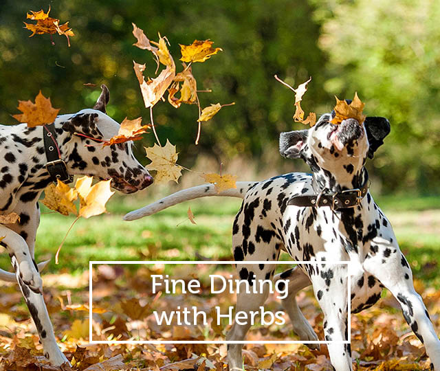 Vigor & Sage voeding: wat, waarom, wat maakt het zo speciaal,... Vigor & Sage voeding: wat, waarom, wat maakt het zo speciaal,...