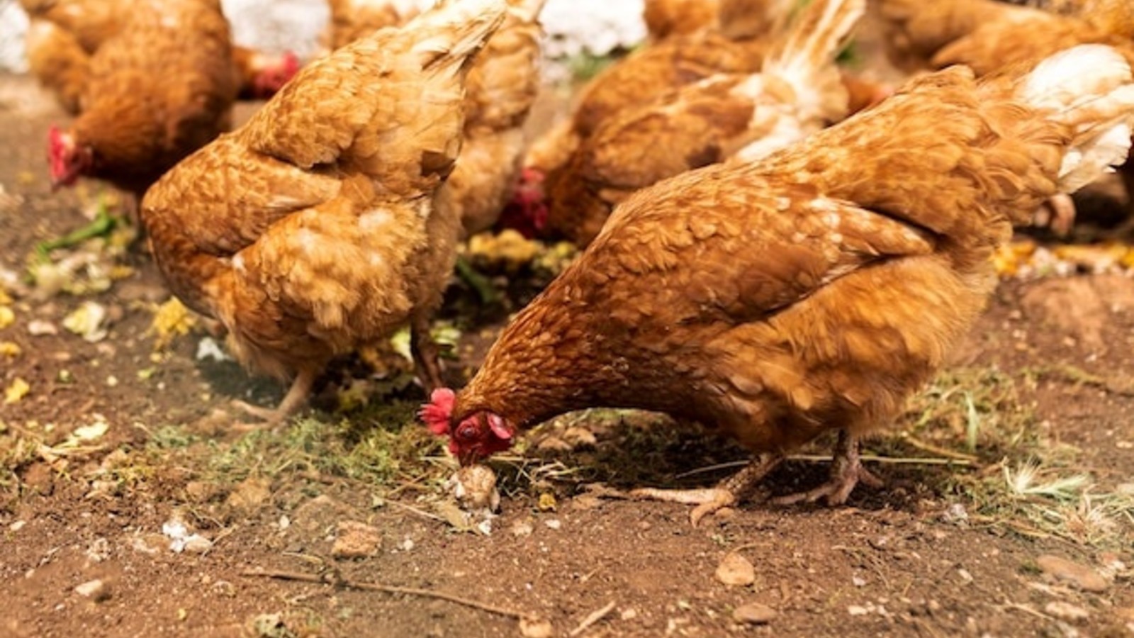 Storen steekpenningen Nu Mijn kip legt geen eieren meer? De oorzaken en de oplossingen! -  Nachtergaele, Uw partner voor dier & tuin