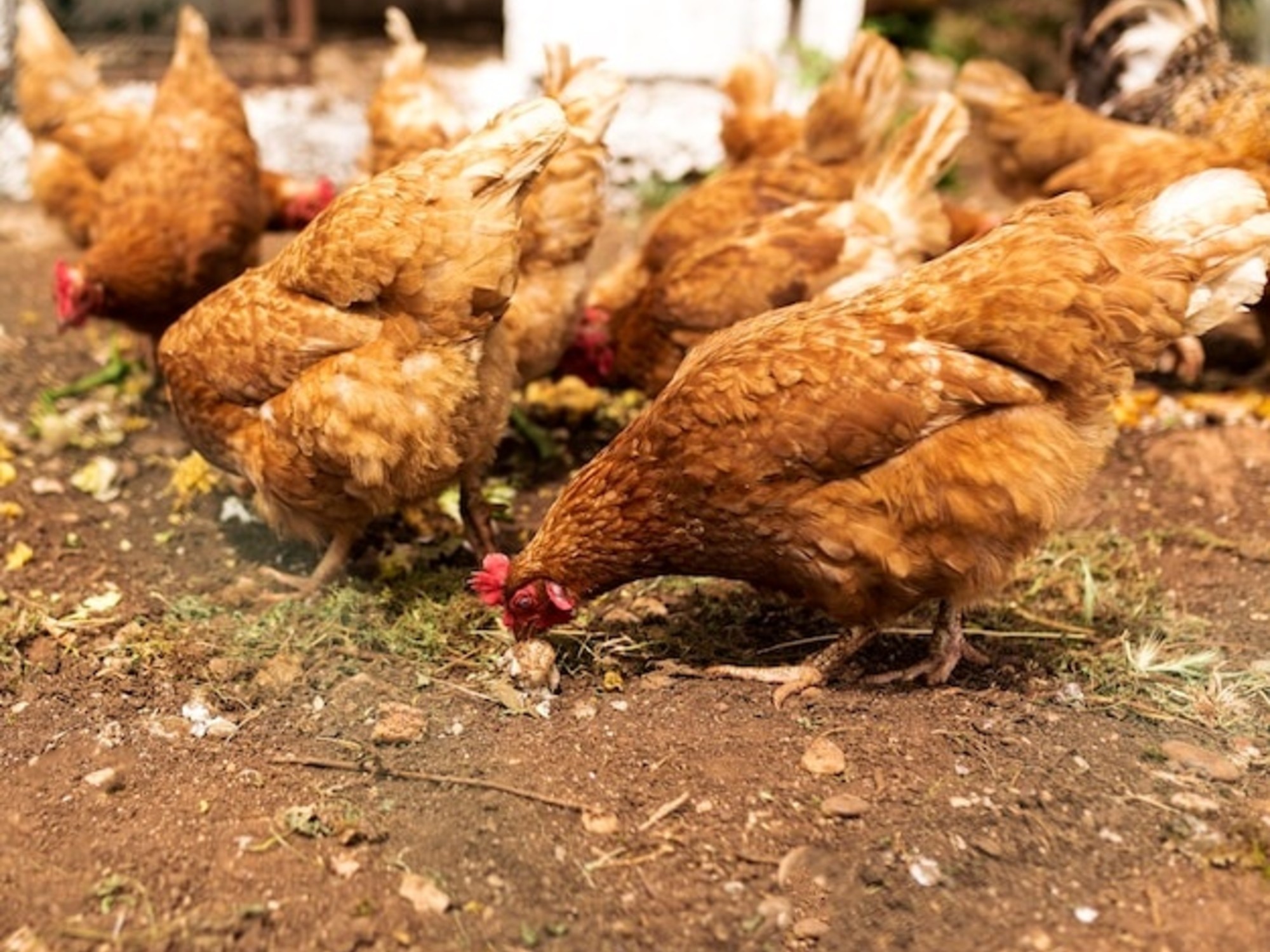 Mijn kip legt geen meer? De oorzaken en de oplossingen! - partner voor dier & tuin