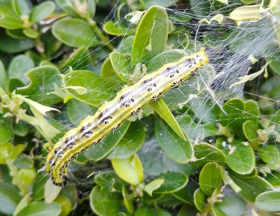 De buxusmot: wat is het en hoe te bestrijden? 