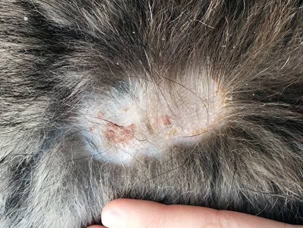 Hond heeft vachtproblemen: de oorzaken en de oplossingen Hond heeft vachtproblemen: de oorzaken en de oplossingen