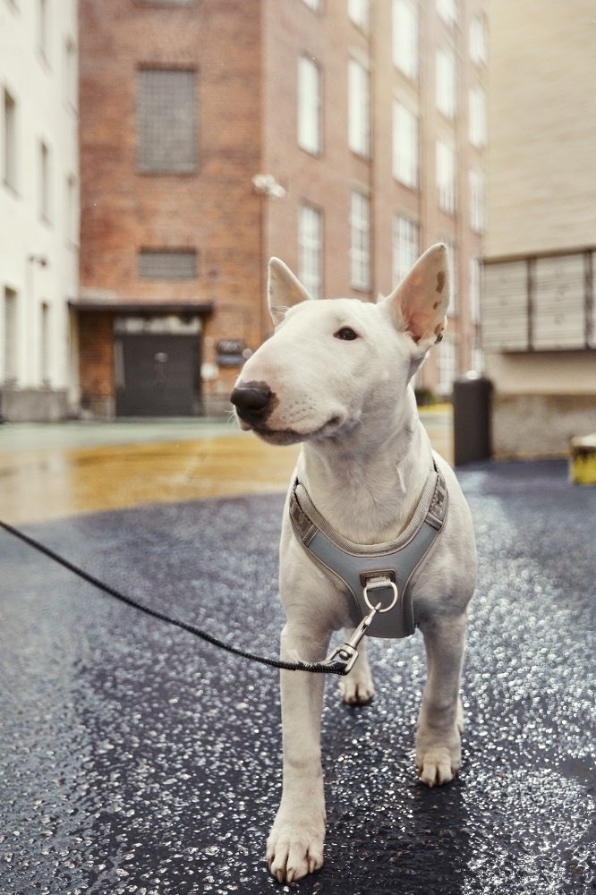 Hurtta Hurtta Venture No-Pull Shadow Grijs Hurtta Hurtta Venture No-Pull Shadow Grijs