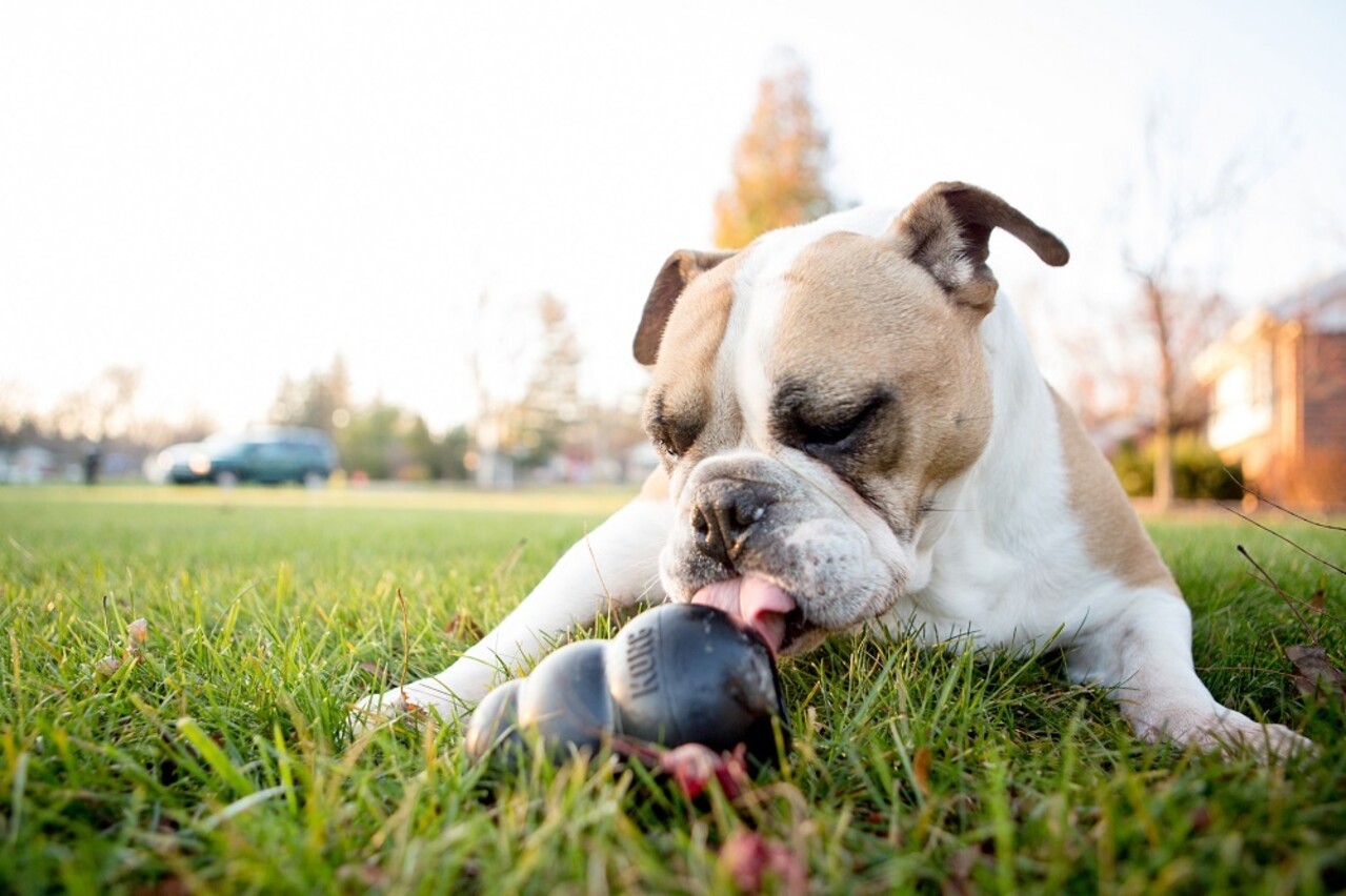 Kong X-L: gewicht hond tussen 27 - 41 kg Kong X-L: gewicht hond tussen 27 - 41 kg