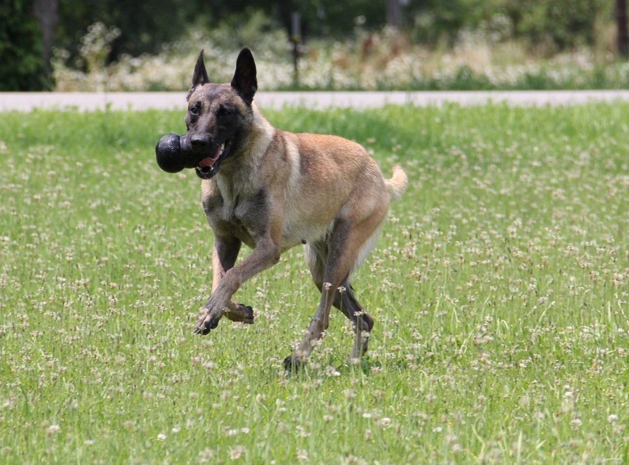 Kong X-L: gewicht hond tussen 27 - 41 kg Kong X-L: gewicht hond tussen 27 - 41 kg