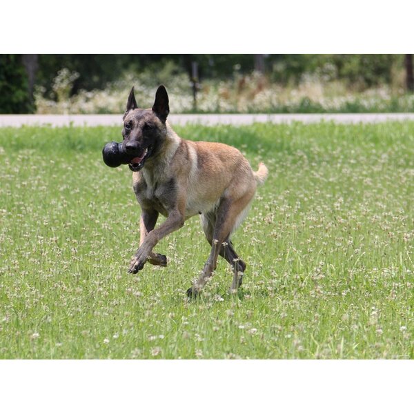 Kong X-L: gewicht hond tussen 27 - 41 kg Kong X-L: gewicht hond tussen 27 - 41 kg