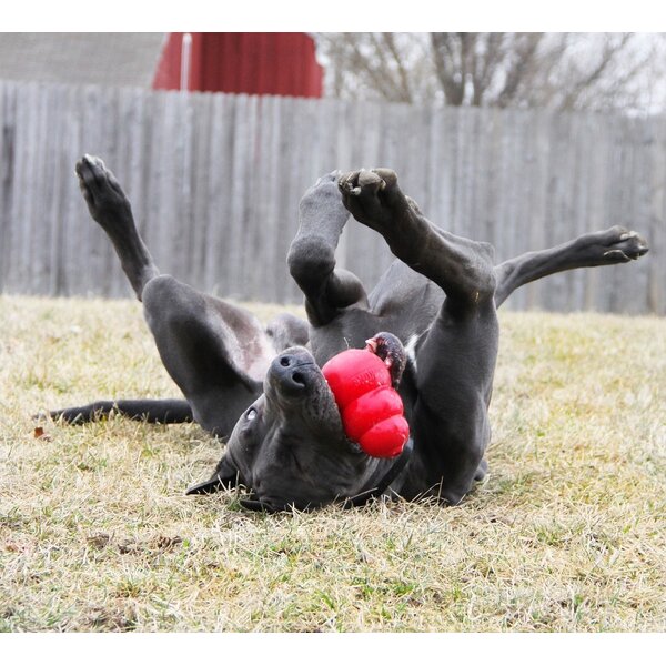 Kong X-Small: Kong X-Small: