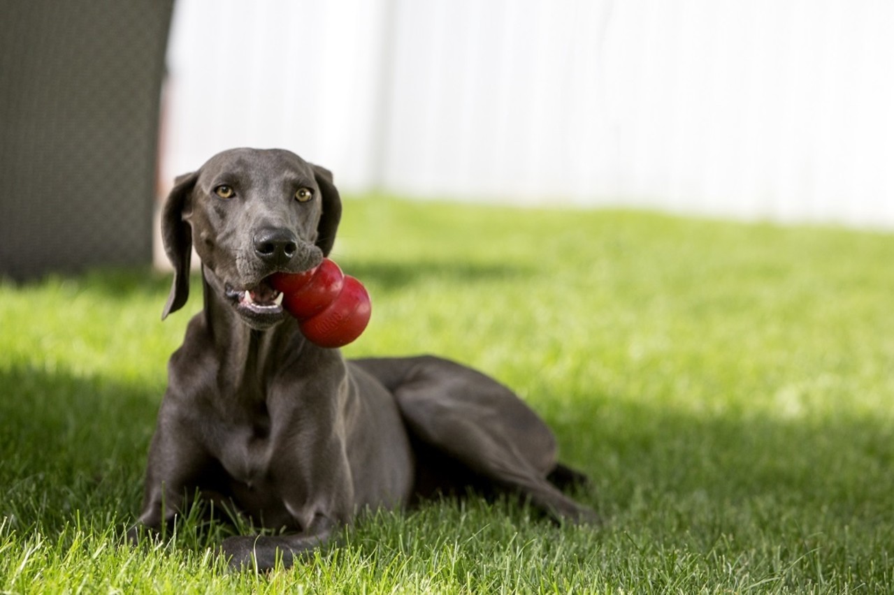 Kong X-Small: Kong X-Small: