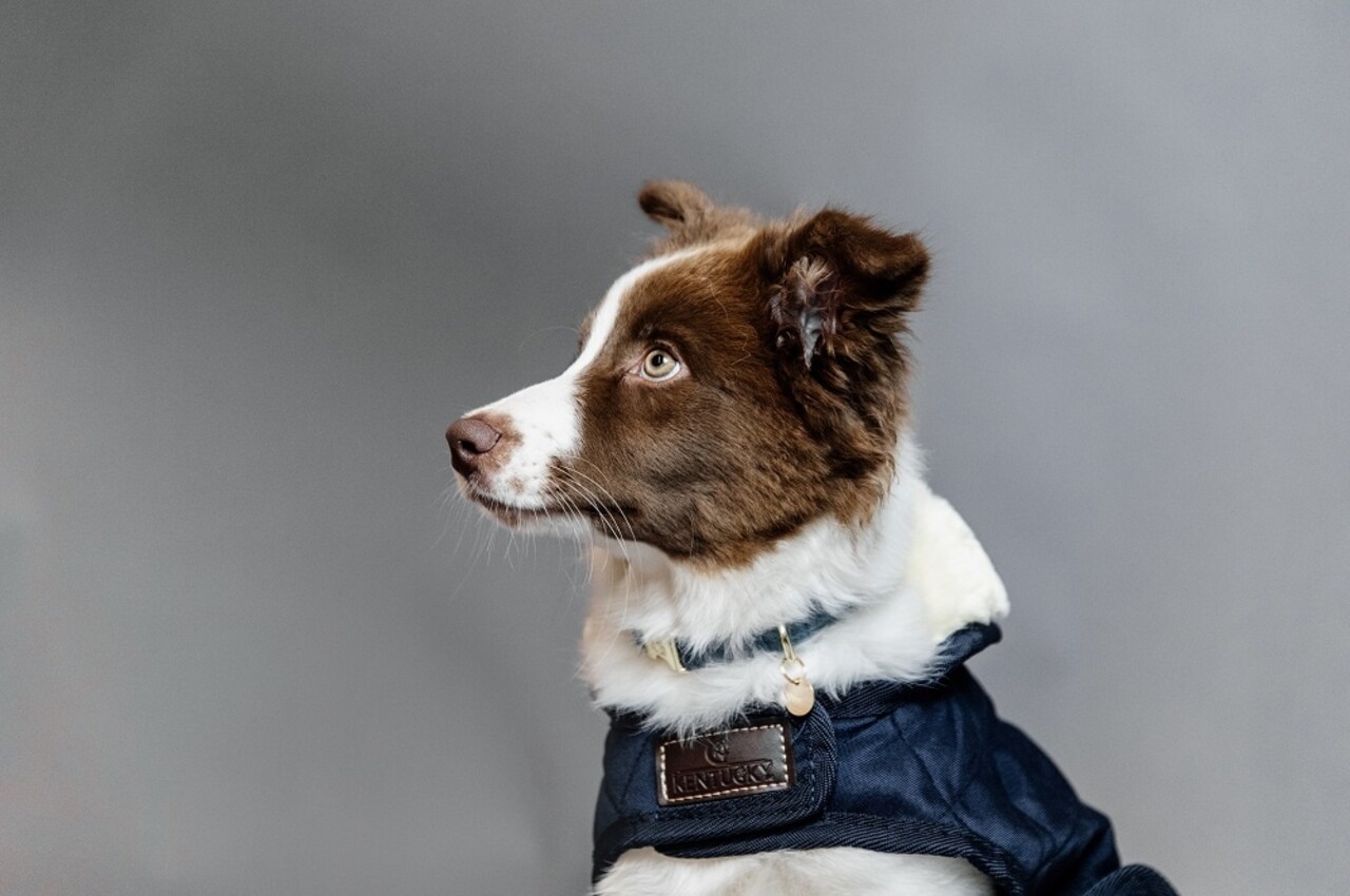 Kentucky Dogwear Kentucky Dogwear Hondenjas Original Navy