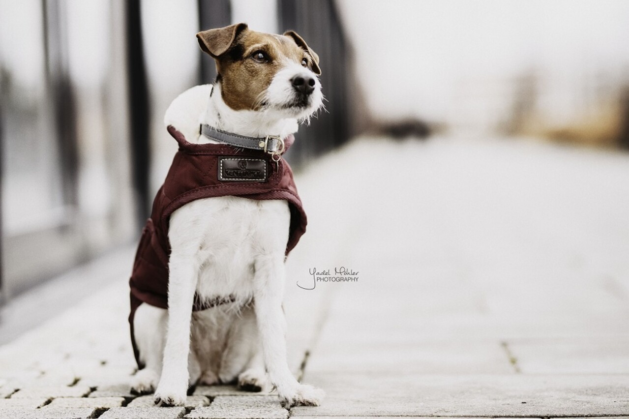 Kentucky Dogwear Kentucky Dogwear Hondenjas Original Bordeaux Kentucky Dogwear Kentucky Dogwear Hondenjas Original Bordeaux
