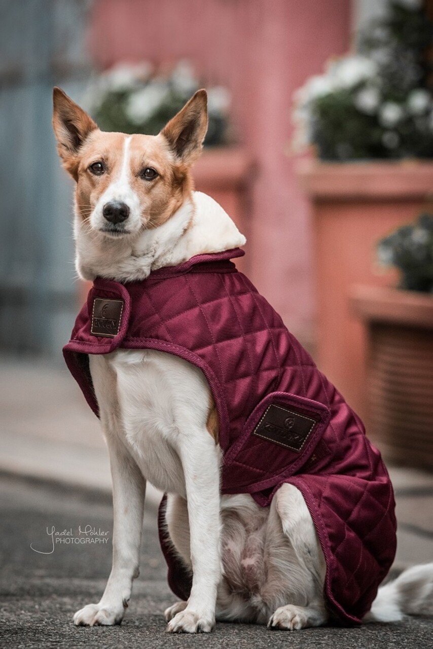Kentucky Dogwear Kentucky Dogwear Hondenjas Original Bordeaux Kentucky Dogwear Kentucky Dogwear Hondenjas Original Bordeaux