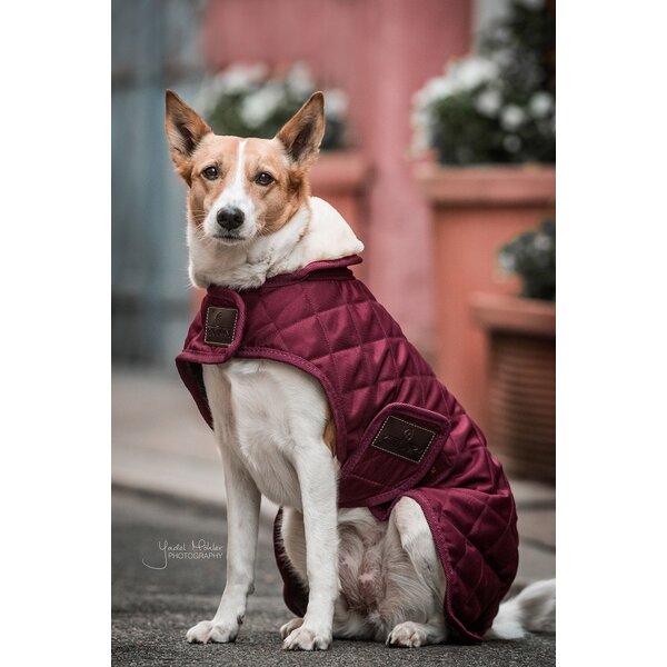 Kentucky Dogwear Kentucky Dogwear Hondenjas Original Bordeaux Kentucky Dogwear Kentucky Dogwear Hondenjas Original Bordeaux