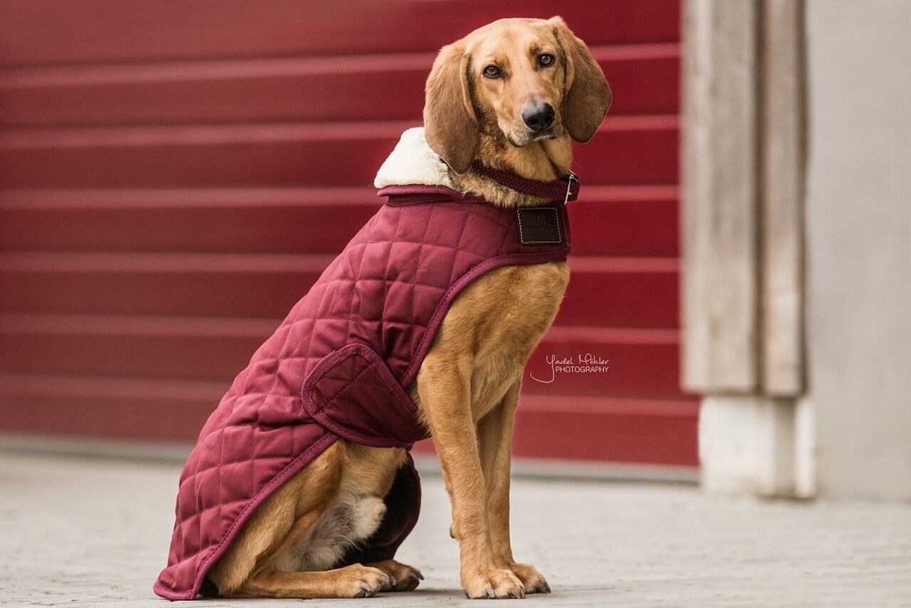 Kentucky Dogwear Kentucky Dogwear Hondenjas Original Bordeaux Kentucky Dogwear Kentucky Dogwear Hondenjas Original Bordeaux