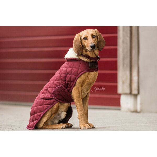 Kentucky Dogwear Kentucky Dogwear Hondenjas Original Bordeaux Kentucky Dogwear Kentucky Dogwear Hondenjas Original Bordeaux