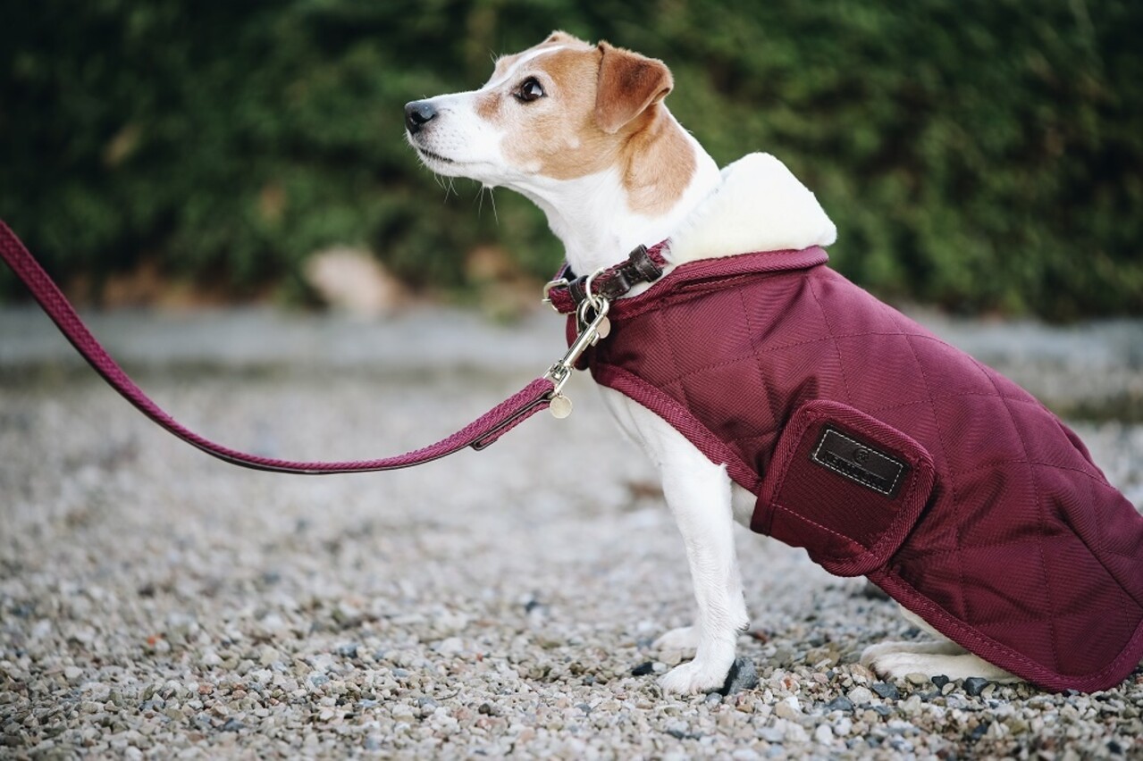 Kentucky Dogwear Kentucky Dogwear Hondenjas Original Bordeaux Kentucky Dogwear Kentucky Dogwear Hondenjas Original Bordeaux