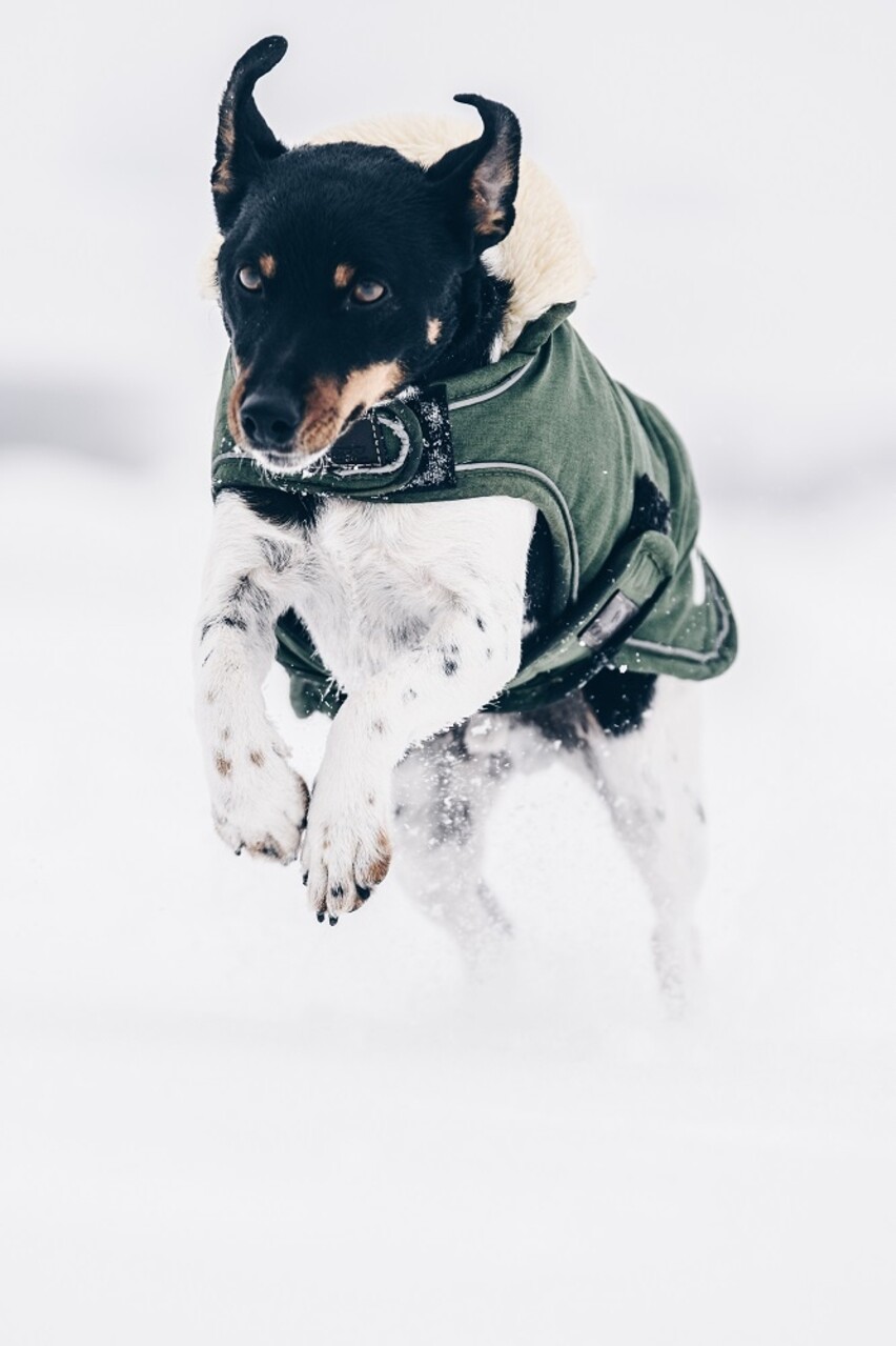 Kentucky Dogwear Kentucky Dogwear Hondenjas Waterdicht Olijf Groen Kentucky Dogwear Kentucky Dogwear Hondenjas Waterdicht Olijf Groen