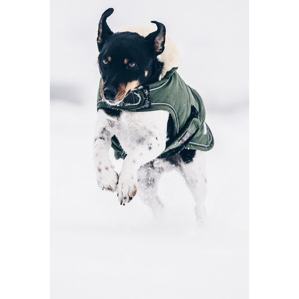 Kentucky Dogwear Kentucky Dogwear Hondenjas Waterdicht Olijf Groen Kentucky Dogwear Kentucky Dogwear Hondenjas Waterdicht Olijf Groen