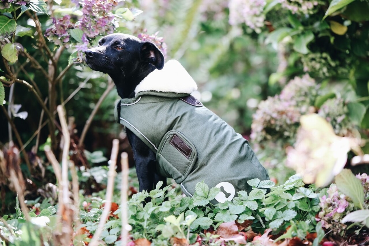 Kentucky Dogwear Kentucky Dogwear Hondenjas Waterdicht Olijf Groen Kentucky Dogwear Kentucky Dogwear Hondenjas Waterdicht Olijf Groen