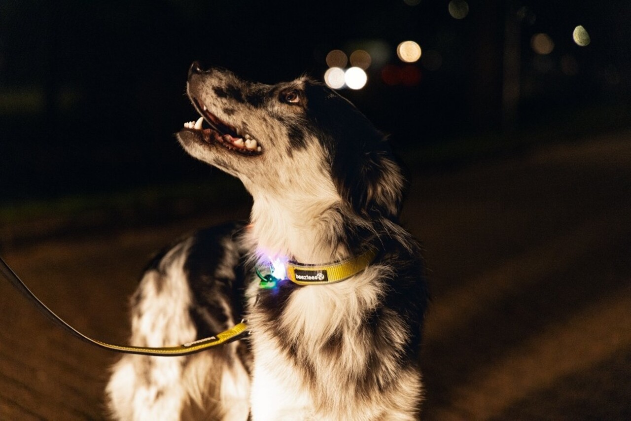 Beeztees Beeztees Lichtgevende Premium Looplijn Parinca Geel Beeztees Beeztees Lichtgevende Premium Looplijn Parinca Geel