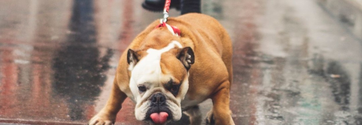 Mijn hond trekt aan de leiband: hoe op te lossen? Mijn hond trekt aan de leiband: hoe op te lossen?