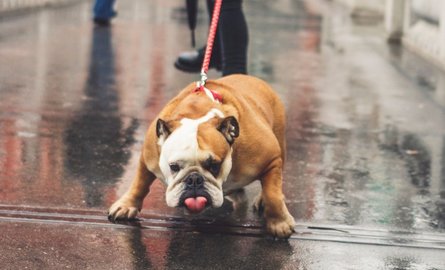 Mijn hond trekt aan de leiband: hoe op te lossen?
