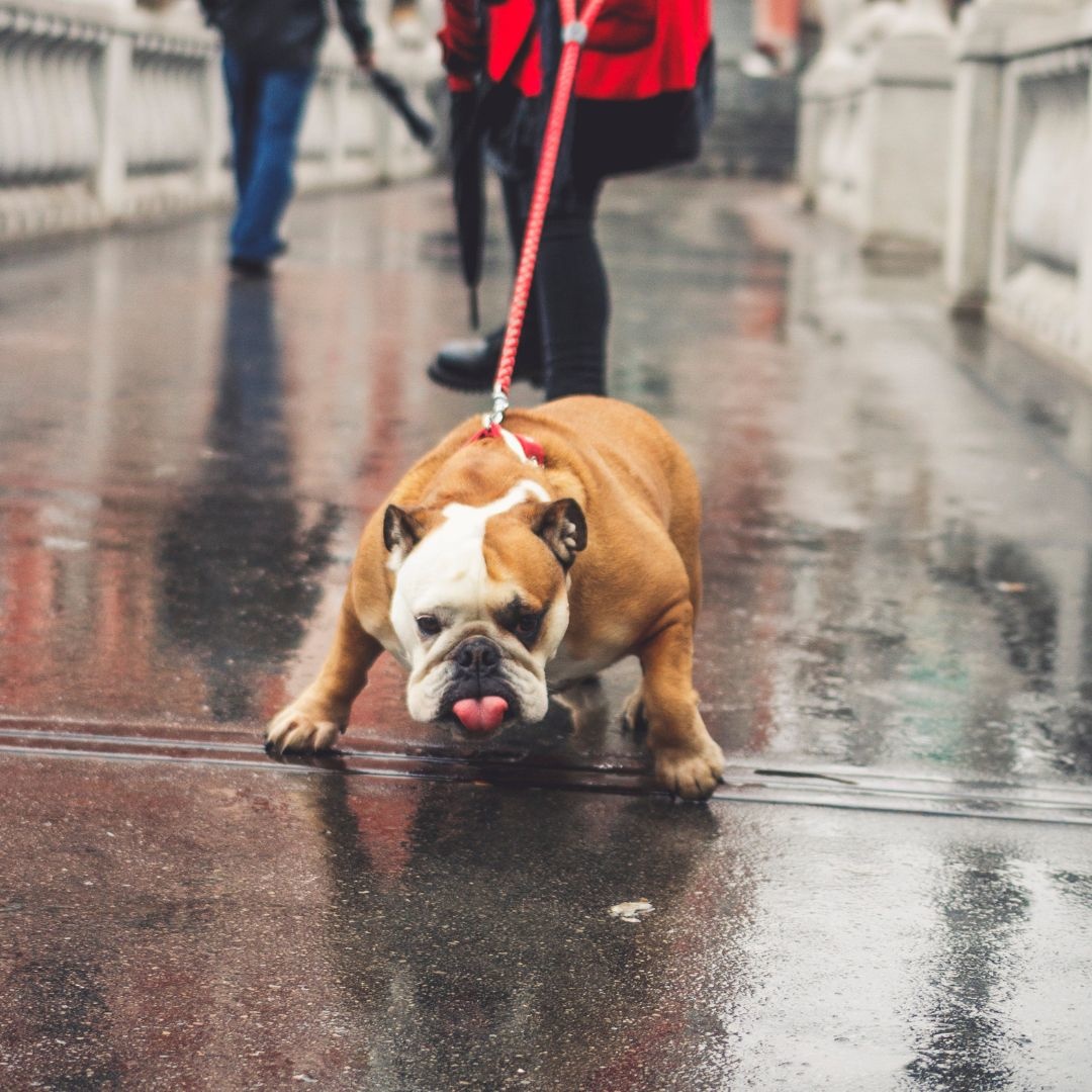 Mijn hond trekt aan de leiband: hoe op te lossen?