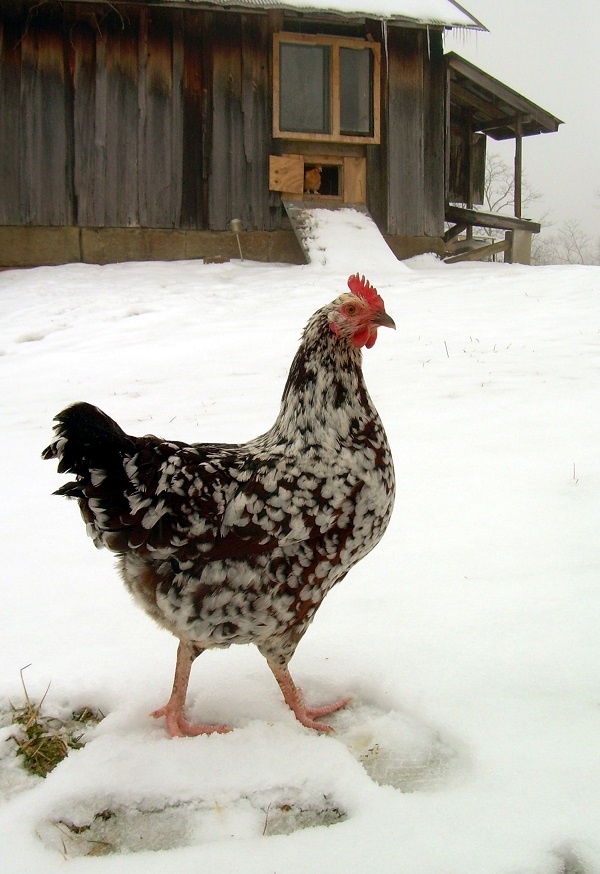 Storen steekpenningen Nu Mijn kip legt geen eieren meer? De oorzaken en de oplossingen! -  Nachtergaele, Uw partner voor dier & tuin
