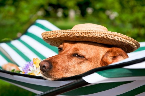 Hond op vakantie