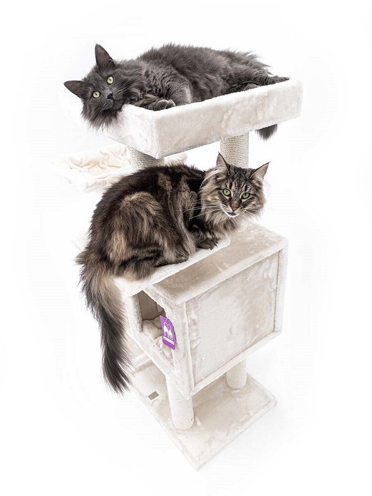 Petrebels Petrebels Kattenklim Cleopatra 134 Crème Petrebels Petrebels Kattenklim Cleopatra 134 Crème