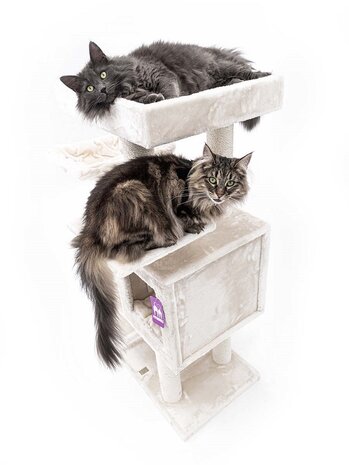 Petrebels Petrebels Kattenklim Cleopatra 134 Crème Petrebels Petrebels Kattenklim Cleopatra 134 Crème